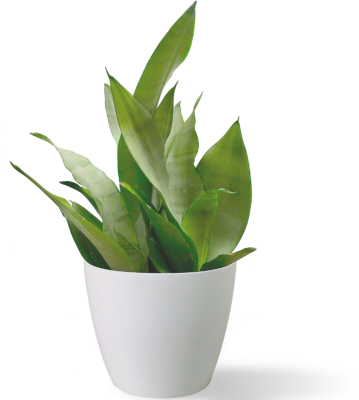 petite plante verte en pot